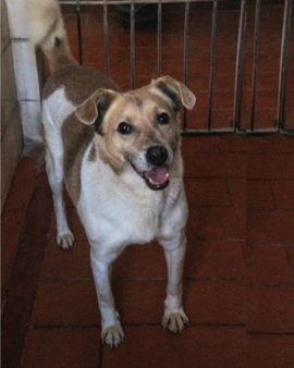 Chico en adopción - Refugio Don Torcuato