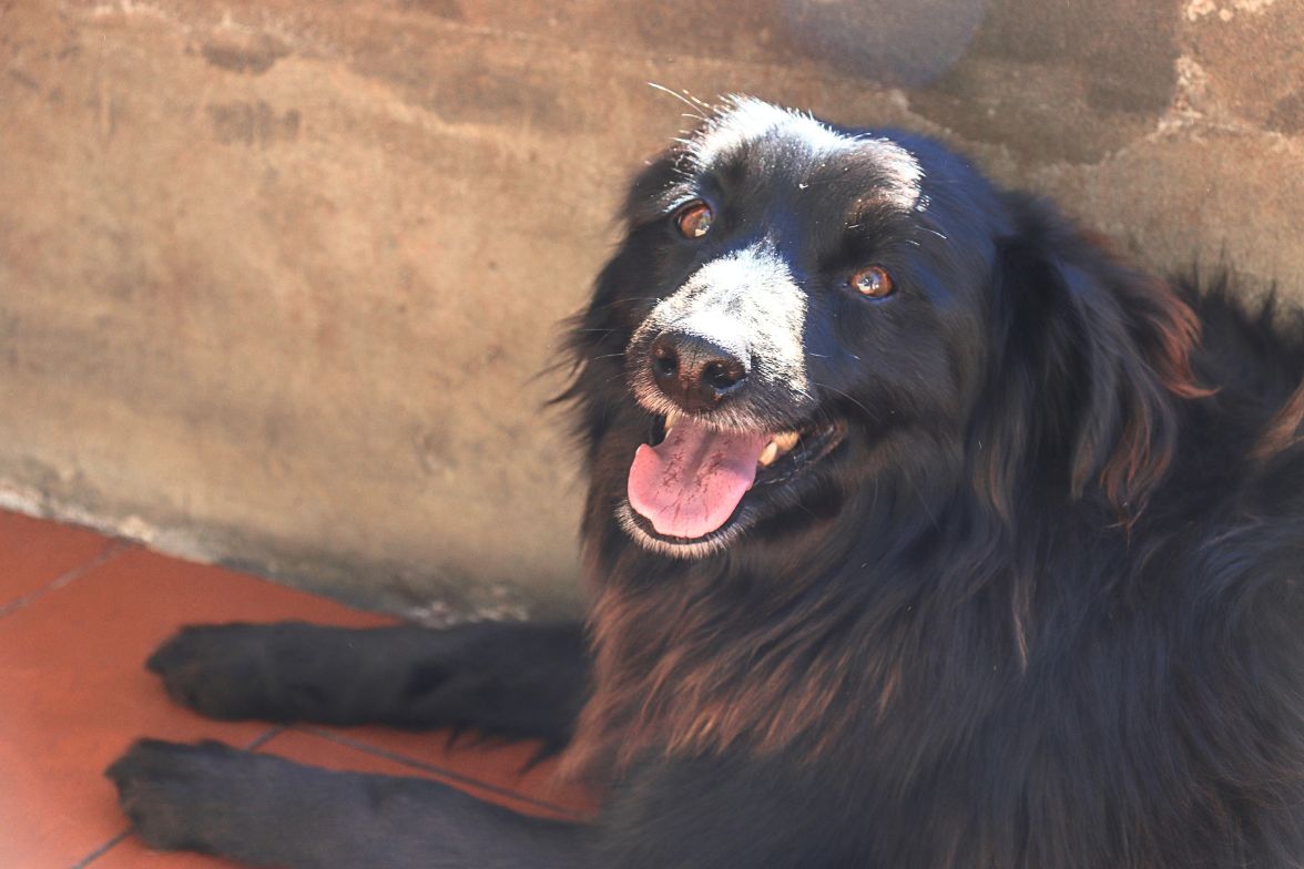 Enzo en adopción - Refugio Don Torcuato