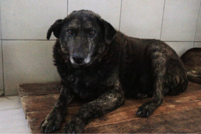 Tofi en adopción - Refugio Don Torcuato