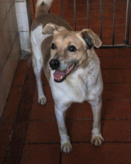 CHICO