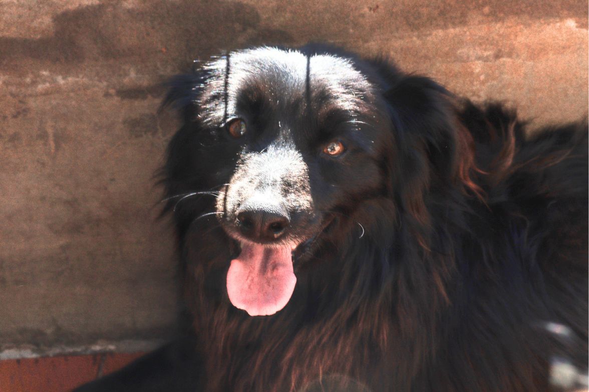 Enzo en adopción - Refugio Don Torcuato