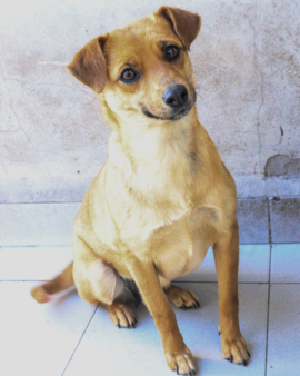 Mamita en adopción - Refugio Don Torcuato