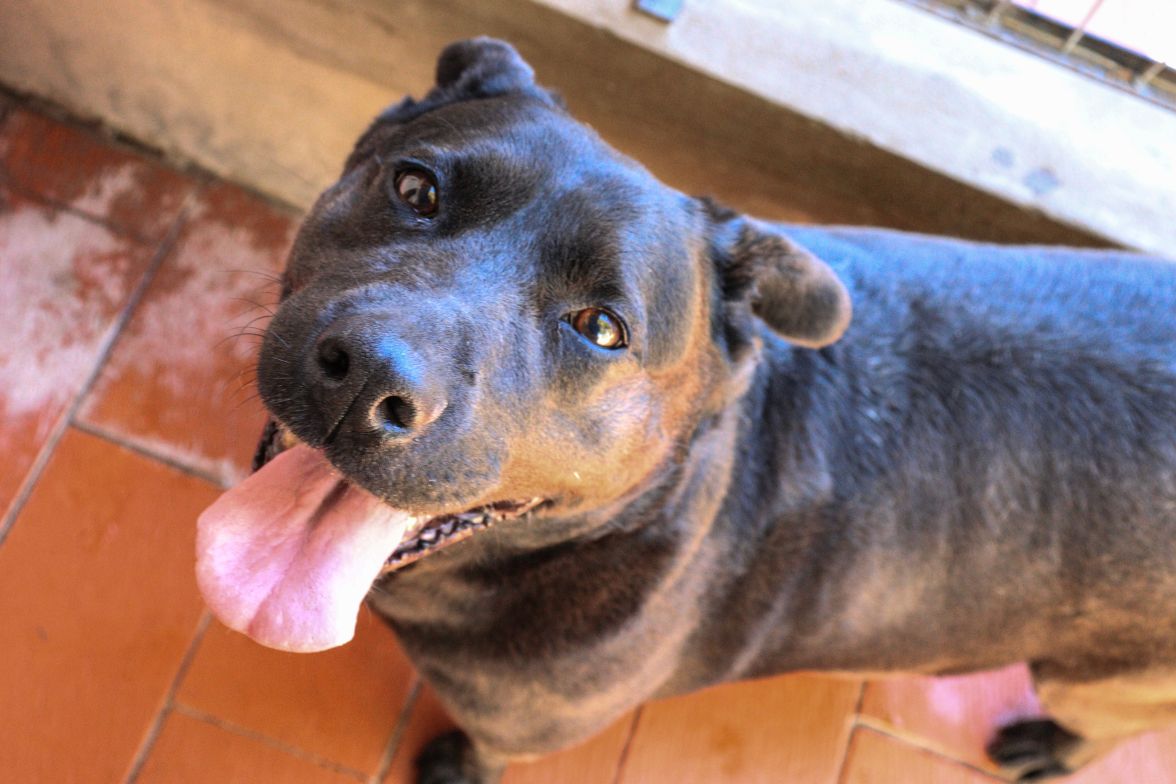Mamushka en adopción - Refugio Don Torcuato