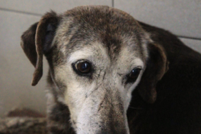 Rhodesia en adopción - Refugio Don Torcuato