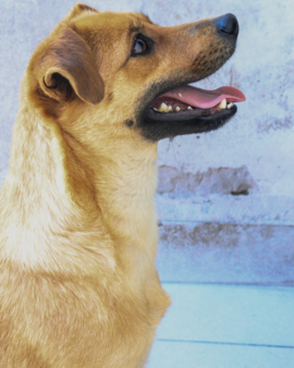 Mamita en adopción - Refugio Don Torcuato