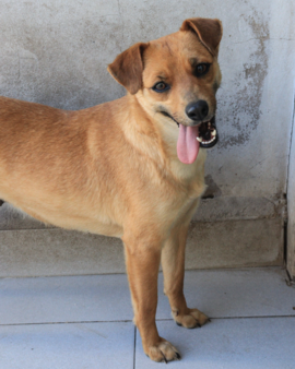 Mamita en adopción - Refugio Don Torcuato