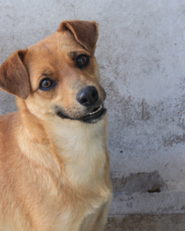 Mamita en adopción - Refugio Don Torcuato