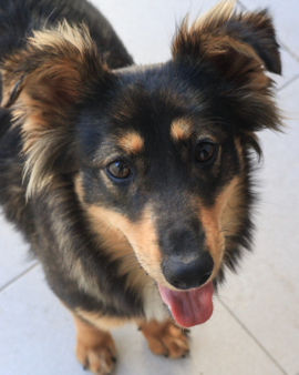 Violeta en adopción - Refugio Don Torcuato