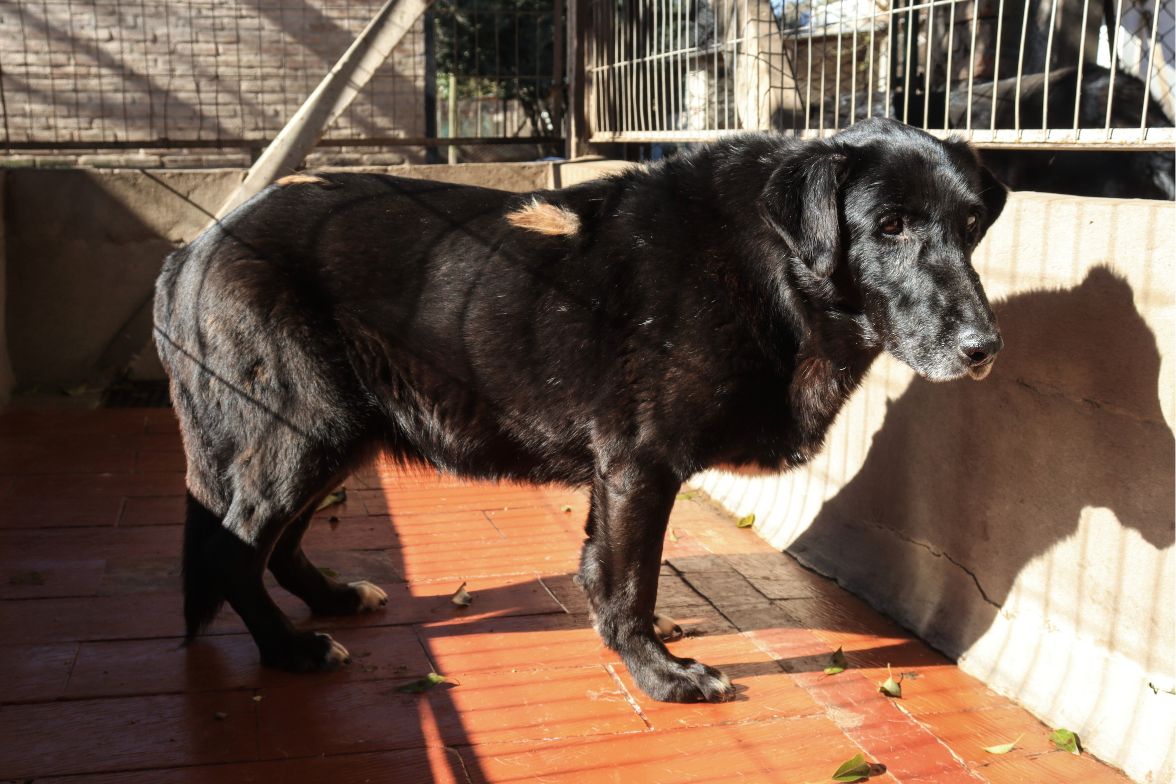 Belén en adopción - Refugio Don Torcuato
