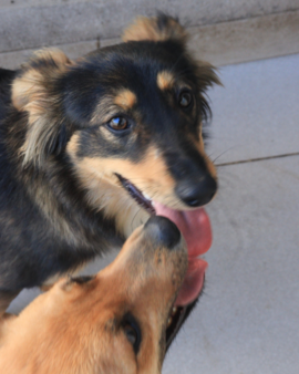 Violeta en adopción - Refugio Don Torcuato
