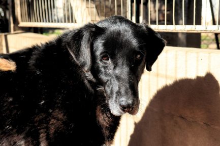 Belén en adopción - Refugio Don Torcuato