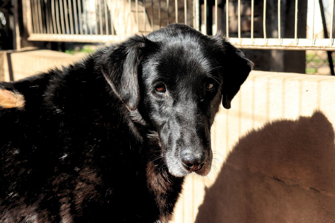Belén en adopción - Refugio Don Torcuato