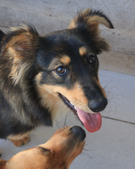 Violeta en adopción - Refugio Don Torcuato