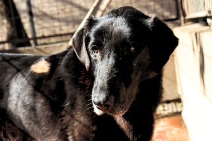 Belén en adopción - Refugio Don Torcuato