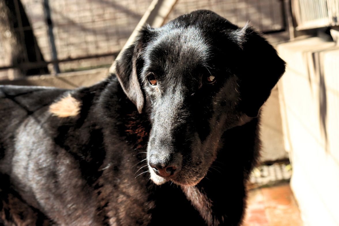 Belén en adopción - Refugio Don Torcuato
