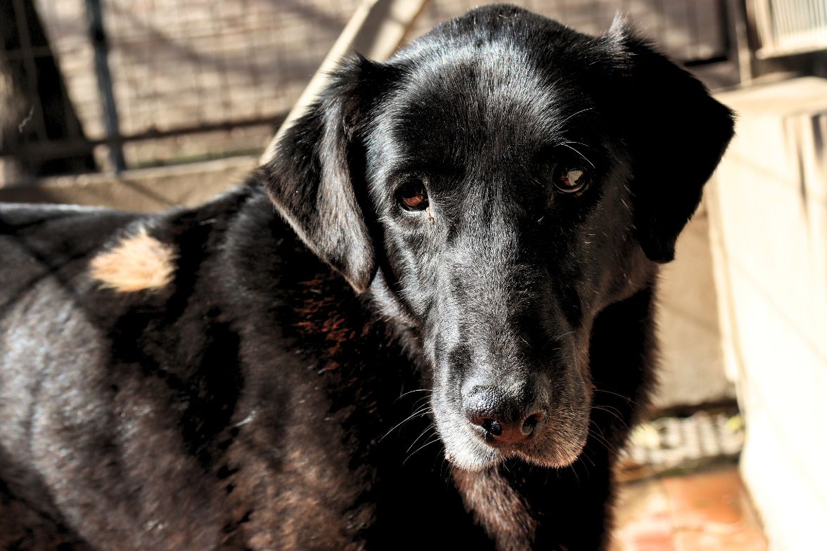 Belén en adopción - Refugio Don Torcuato