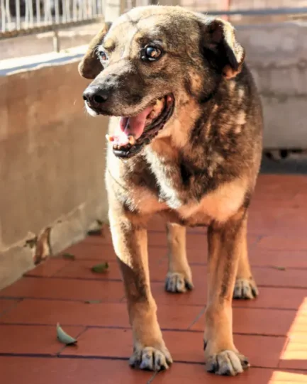 Belgrano en adopción - Refugio Don Torcuato
