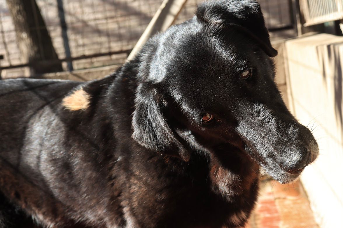 Belén en adopción - Refugio Don Torcuato