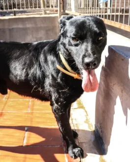 BENITO