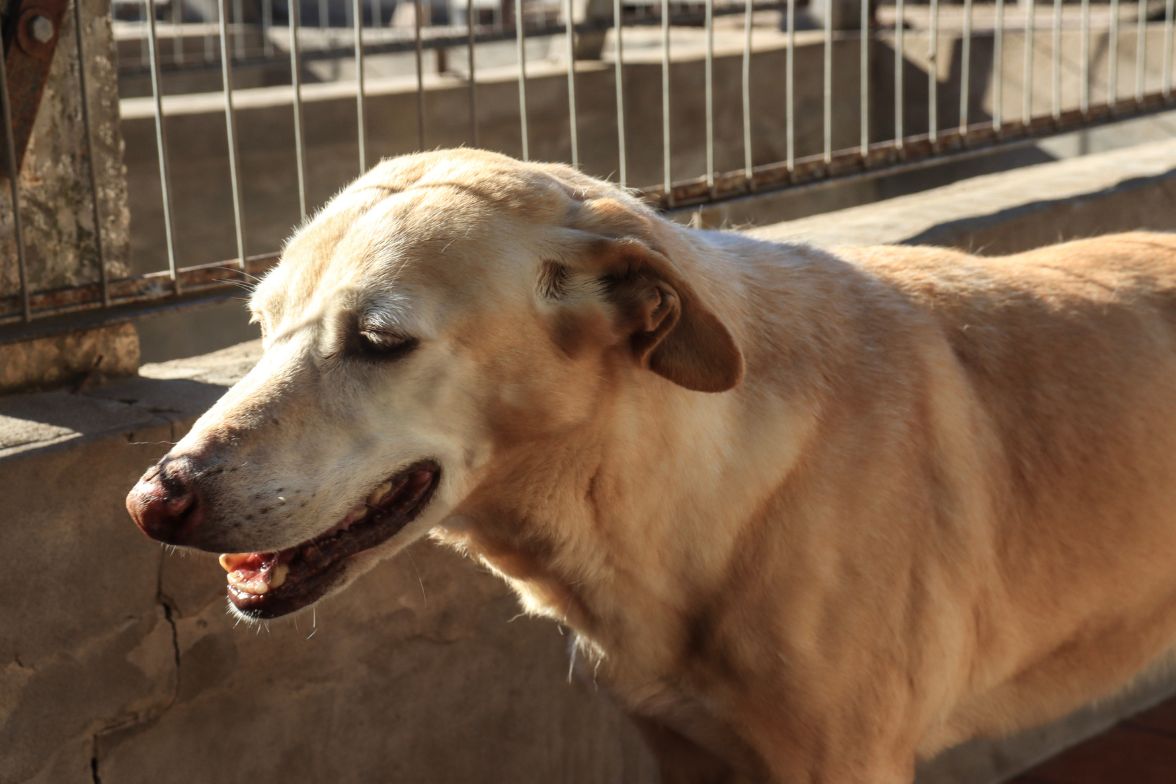 Maricel en adopción - Refugio Don Torcuato