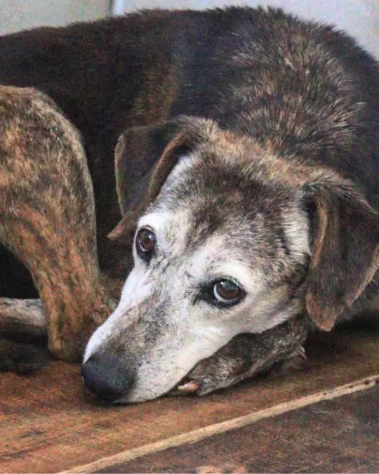 Rhodesia en adopción - Refugio Don Torcuato