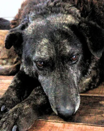 Tofi en adopción - Refugio Don Torcuato
