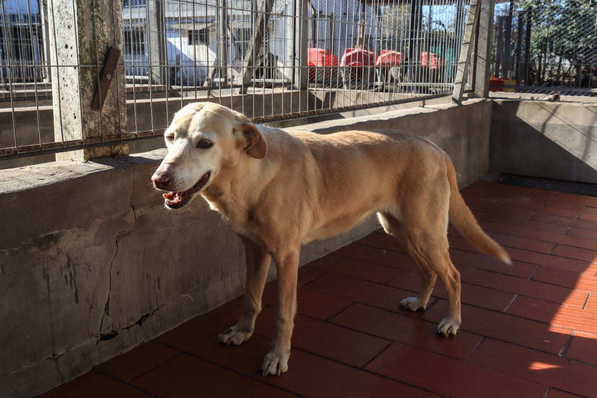 Maricel en adopción - Refugio Don Torcuato