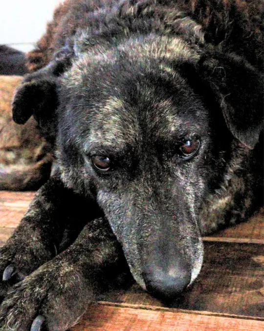 Tofi en adopción - Refugio Don Torcuato