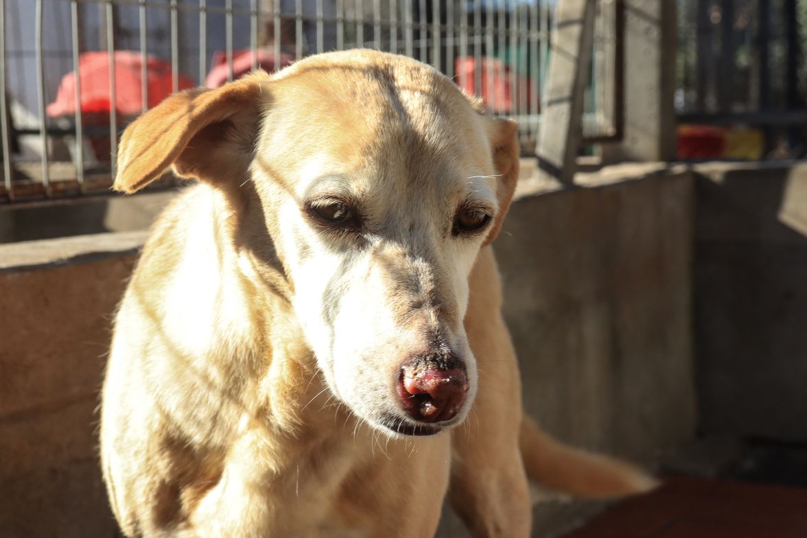 Maricel en adopción - Refugio Don Torcuato