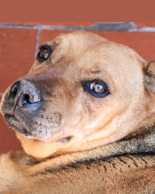 Tota en adopción - Refugio Don Torcuato