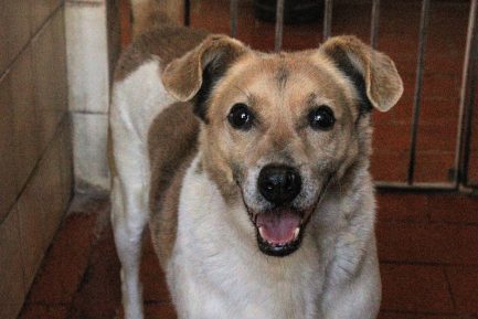 Chico en adopción - Refugio Don Torcuato