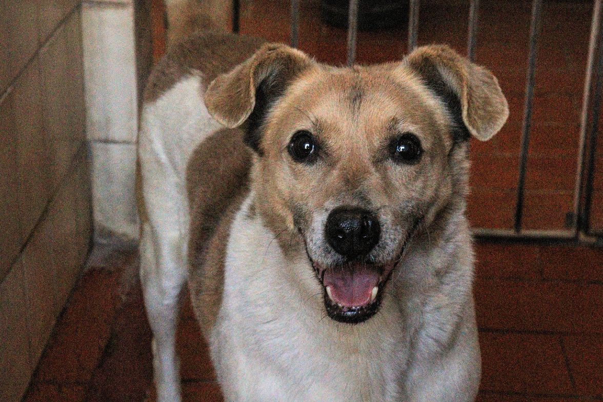 Chico en adopción - Refugio Don Torcuato