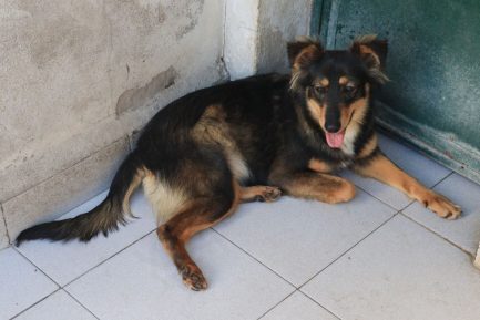 Violeta en adopción - Refugio Don Torcuato