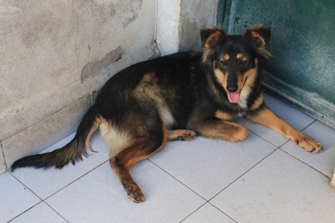 Violeta en adopción - Refugio Don Torcuato