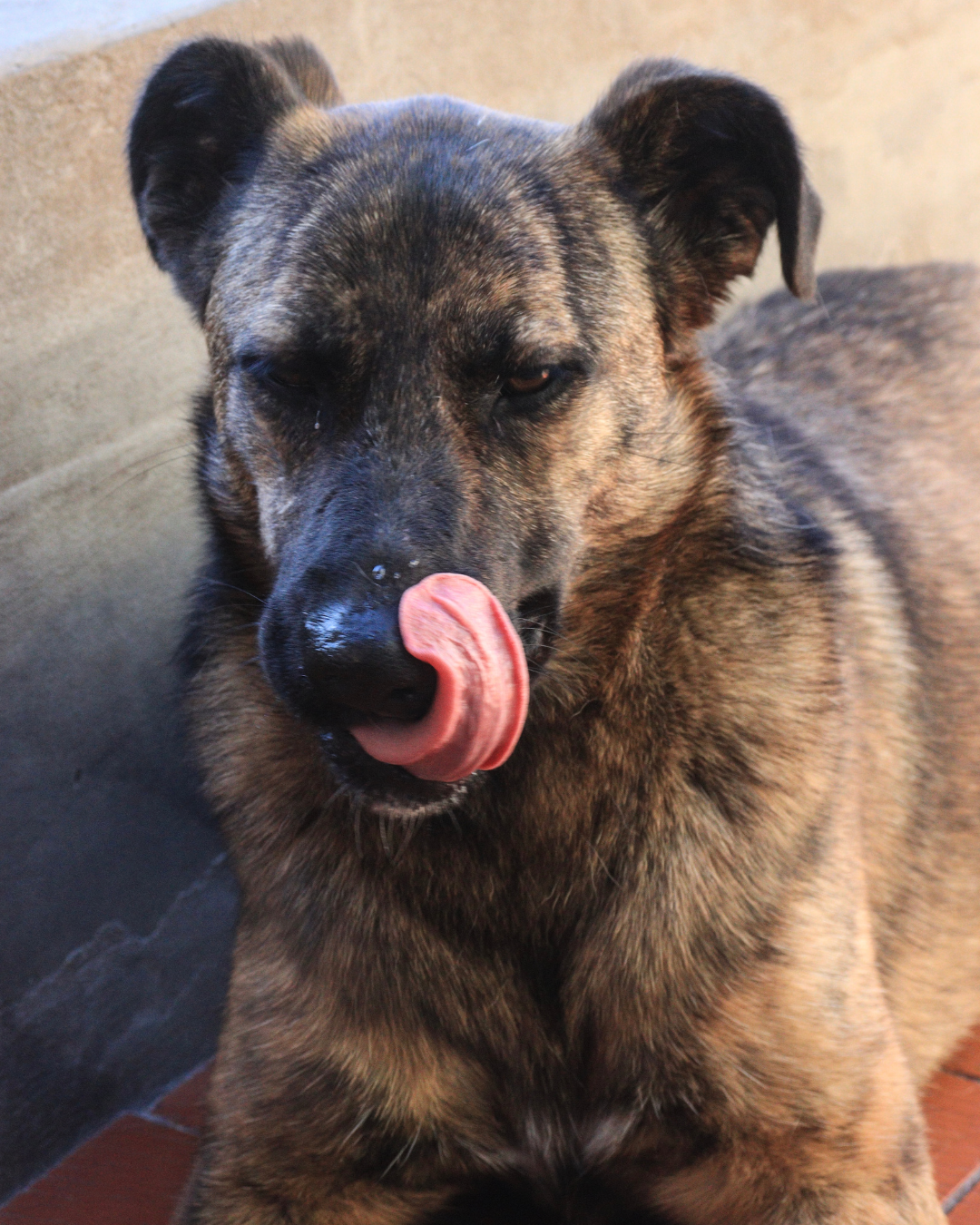 Roberta Renata en adopción - Refugio Don Torcuato