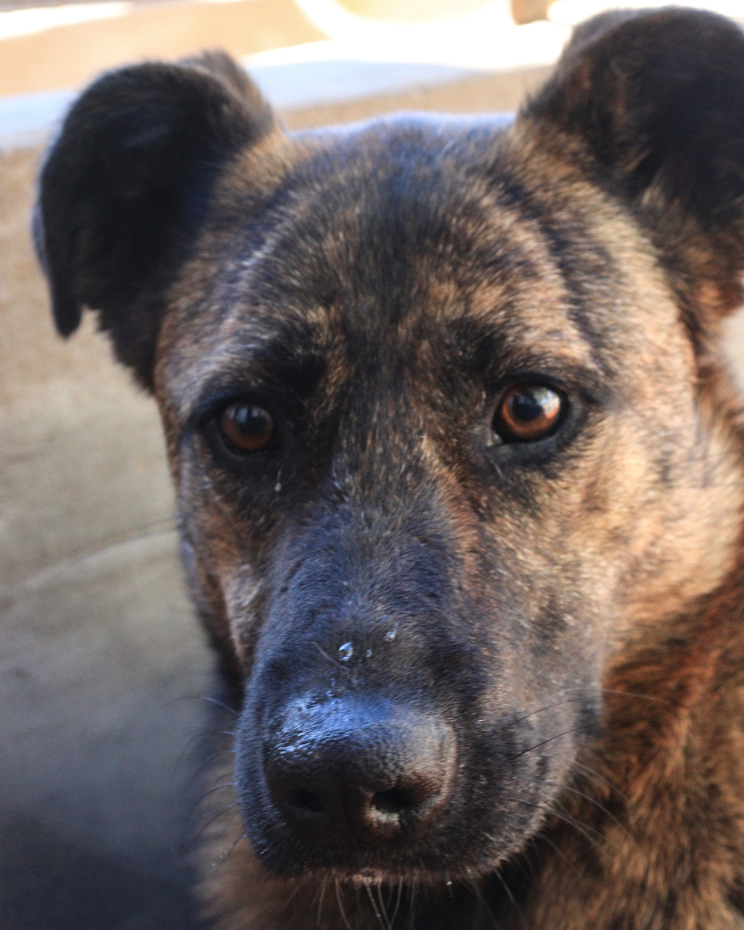 Roberta Renata en adopción - Refugio Don Torcuato