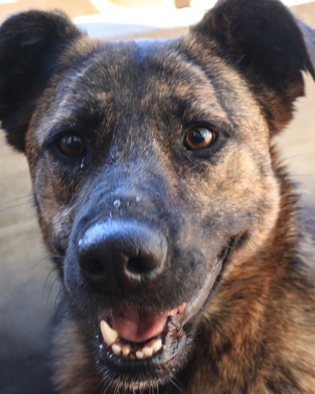 Roberta Renata en adopción - Refugio Don Torcuato