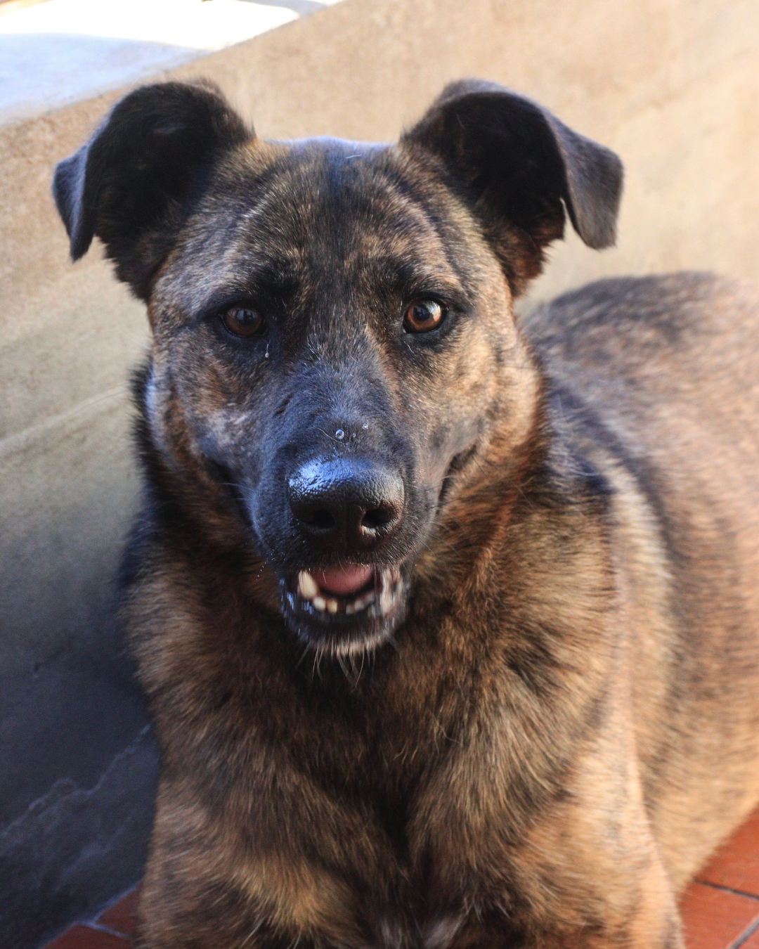 Roberta Renata en adopción - Refugio Don Torcuato
