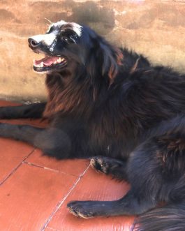 ENZO