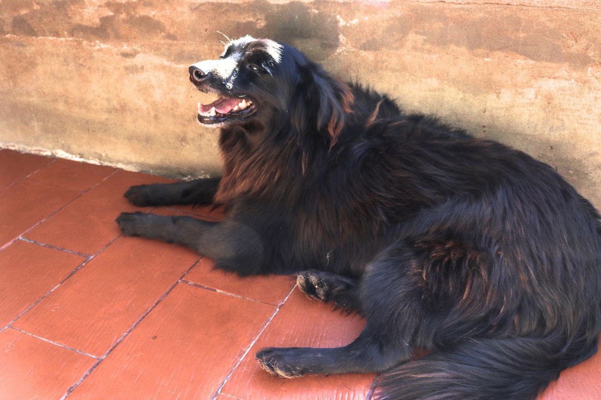 Enzo en adopción - Refugio Don Torcuato