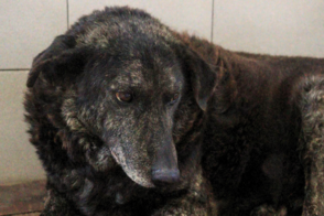 Tofi en adopción - Refugio Don Torcuato