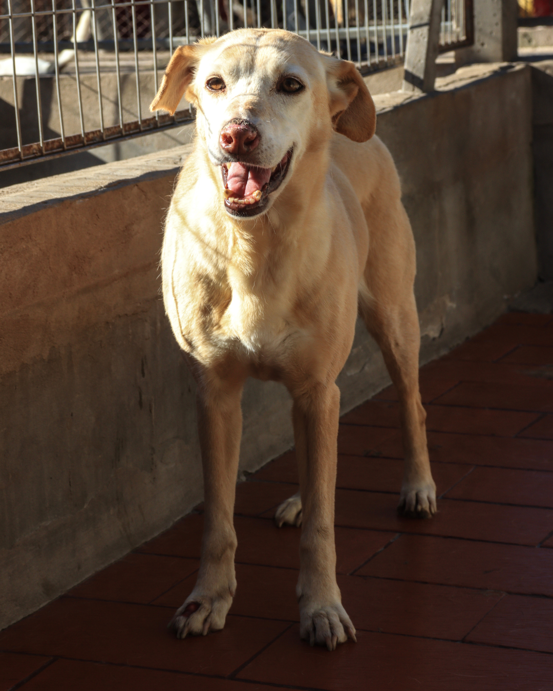 Maricel en adopción - Refugio Don Torcuato