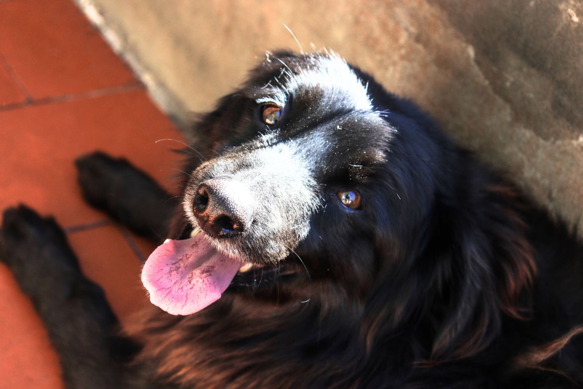 Enzo en adopción - Refugio Don Torcuato
