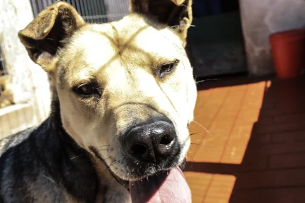 Alejo en adopción