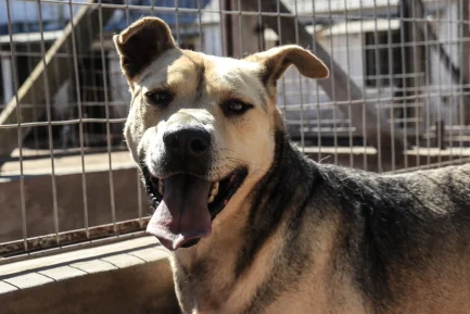 Alejo en adopción
