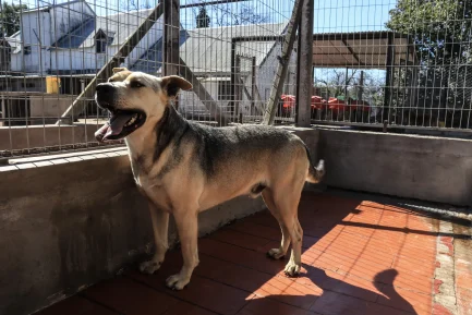 Alejo en adopción