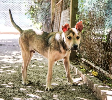 Alejo en adopción