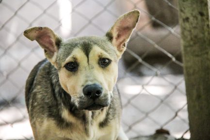 Alejo en adopción