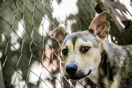 Alejo en adopción