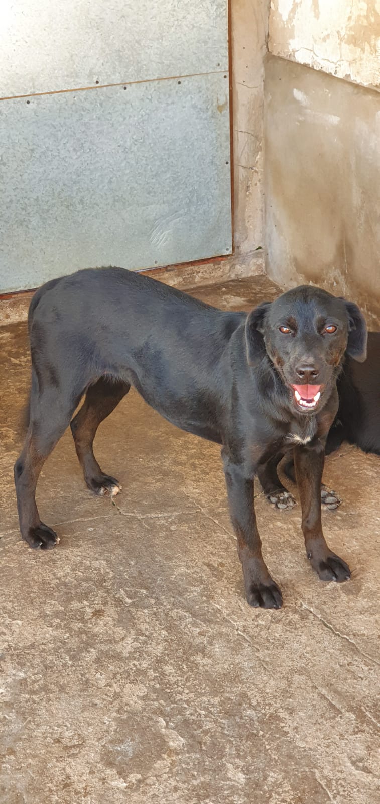 perra Berta en adopción - Refugio Don Torcuato